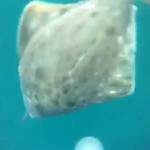 Halibut school attacks GoPro camera