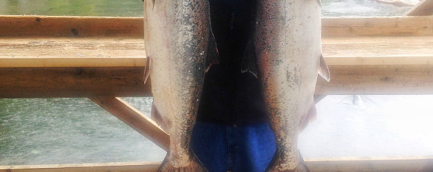 cliffs spring salmon chinook