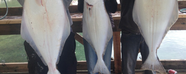 west coast halibut