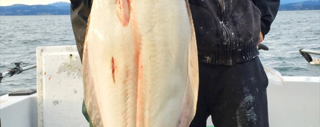 Halibut