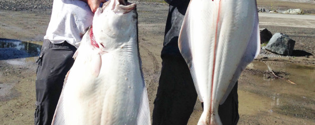 Halibut