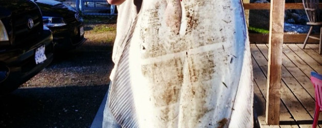 Halibut