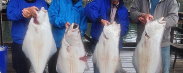 halibut
