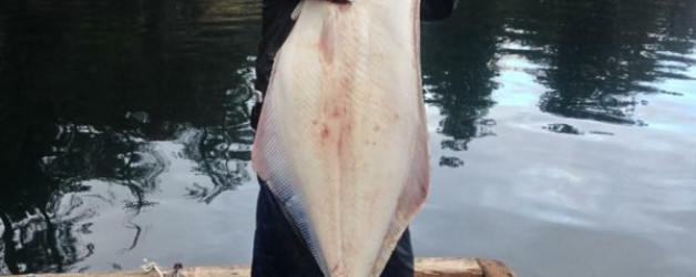 Giant Halibut