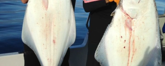Halibut