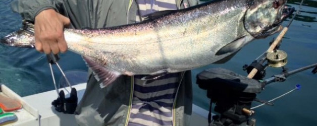 Big Salmon