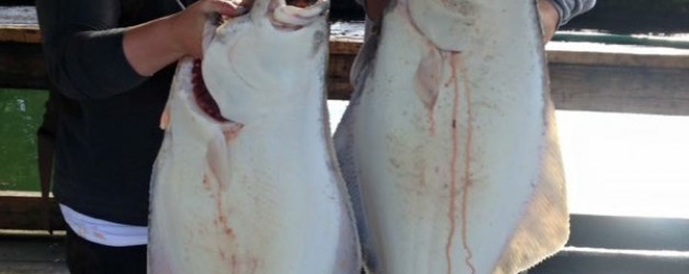 2 Halibut