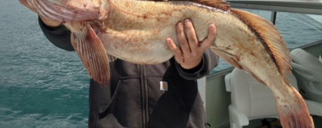 Beautiful BC ling cod