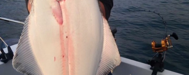 Monster Halibut