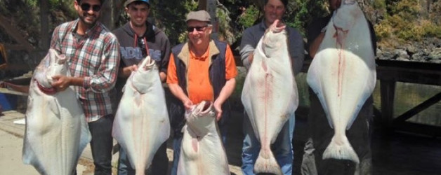 Serious Halibut Results