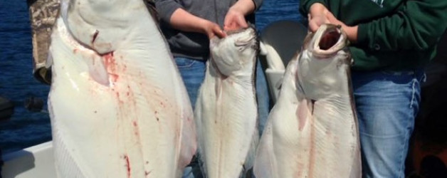 Halibut Fishing