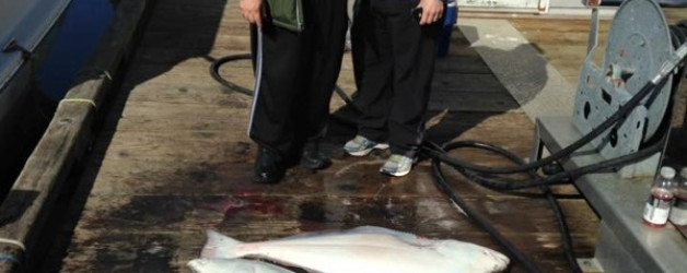 Caught halibut