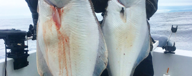 Halibut