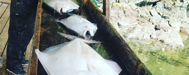 Halibut