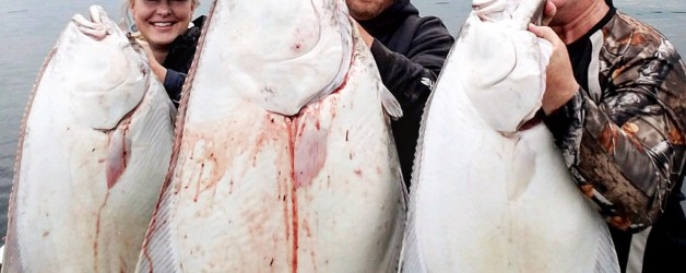 Giant pacific halibut with a salmon tail still sticking out