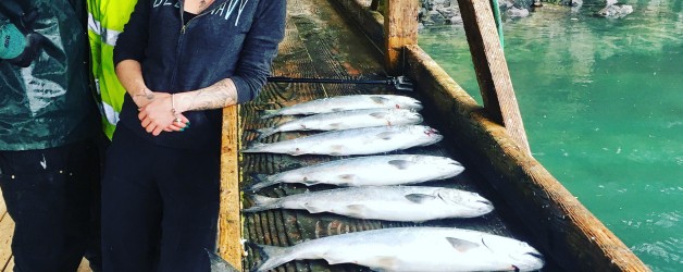 A row of pacific salmon caught on our charter
