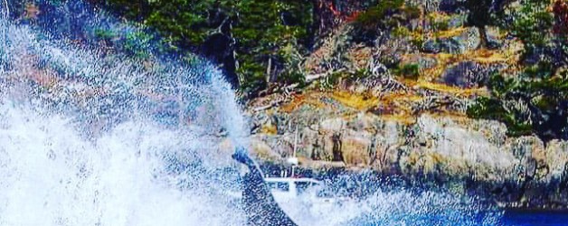 Orca splashing in the ocean near Victoria