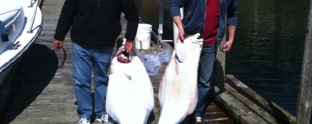 4 halibut
