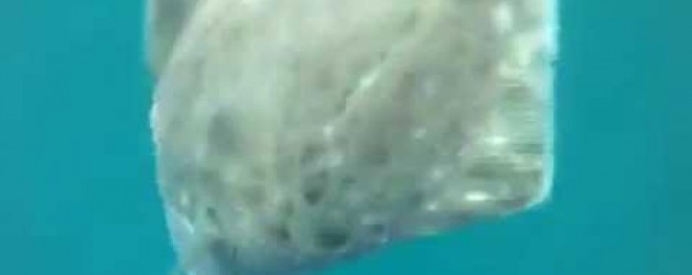 Halibut school attacks GoPro camera