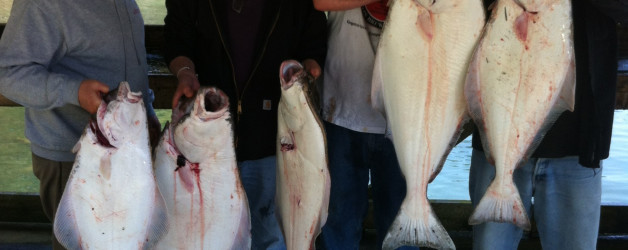 alberta halibut slayers