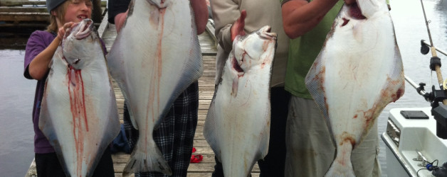 pacific halibut