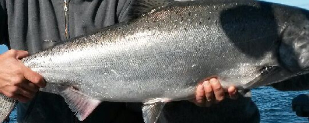 tyee chinook