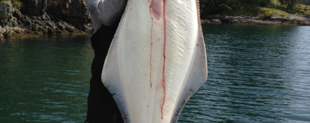 big halibut